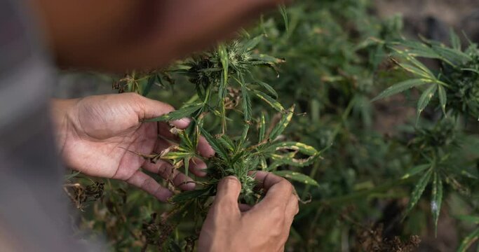 Handheld Close up shot, Top view, Anxiously young man inspects cannabis plant for damage in planting tent, symptoms of leaf blight and wilting, problem for growth