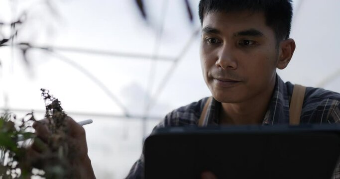 Handheld Close up shot, Anxiously young man inspects cannabis plant for damage in planting tent, symptoms of leaf blight and wilting, problem for growth