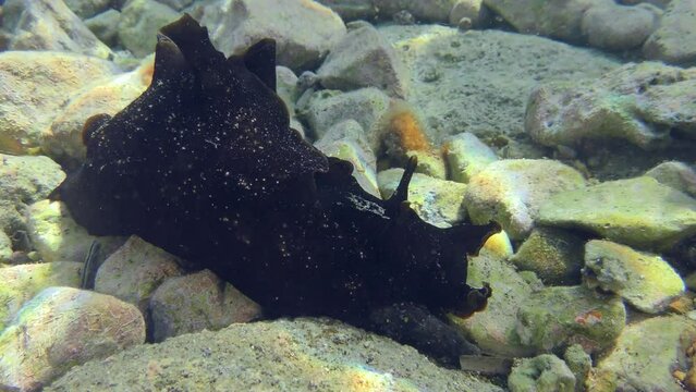 Mottled sea hare or Black seahare (Aplysia fasciata) slowly crawls through shallow water feeling the stones.