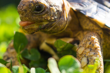 Close up of a cute African Leopard Tortoise eating clovers in a green field