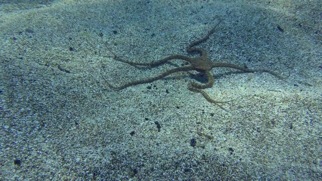 Smooth Brittle Star (Ophioderma longicauda) is crawling along sandy seabed. Mediterranean.