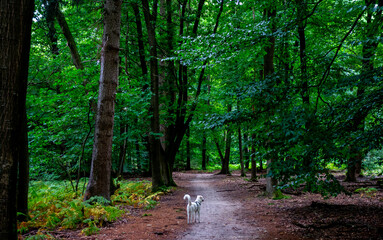 Obraz premium Forest scenery with a young white dog 