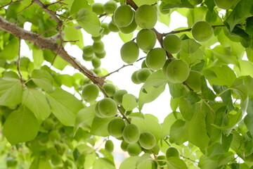 Japanese apricot and green leaves