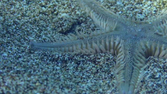 Slender sea star or Sand Starfish (Astropecten spinulosus) buries in a sandy bottom in shallow water, close-up.