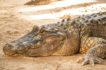 alligator in the everglades