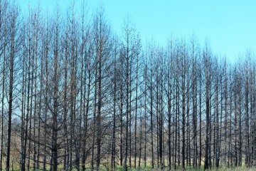 Coniferous trees after a forest fire