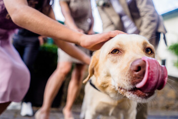 Hund wird gestreichelt