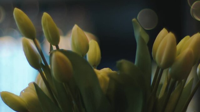 Bouquet of yellow tulips in a vase