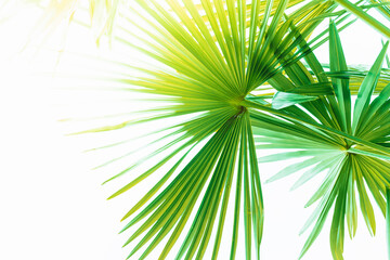 Obraz na płótnie Canvas palm leaves on a day