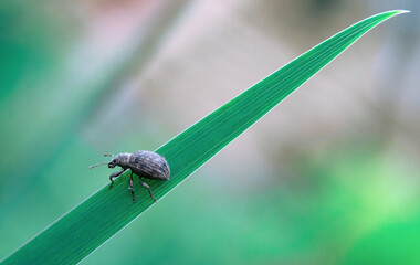 A small round beetle sits on a long green grass. Macrophotography of a lonely beetle.