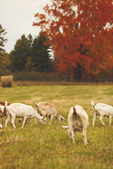 Fototapeta na wymiar Saanan and Alpine dairy goats on a small farm in Ontario, Canada.