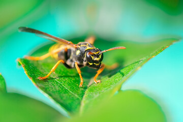The wasp is sitting on green leaves. The dangerous yellow-and-black striped common Wasp sits on leaves...