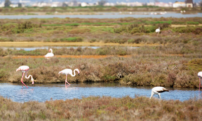 flamingo birds walk on the dam of the river