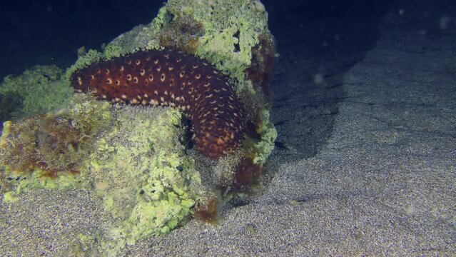 Undersea scene: Variable Sea Cucumber (Holothuria sanctori) slowly crawling over a rock on the seabed, night shot.