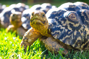 Cute African Leopard Tortoises relaxing and basking in the sun in a green field