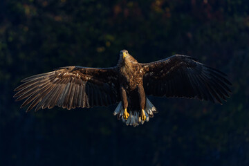 Eagle flying. White tailed eagles (Haliaeetus albicilla) flying at a field in the forest of Poland searching for food on a foggy autumn morning.
