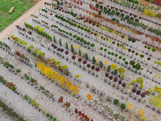 Aerial view of a tree nursery with yellow, red and red green plants, arranged in a row, during autumn. Plants in autumn colours, Alsace, France, Europe