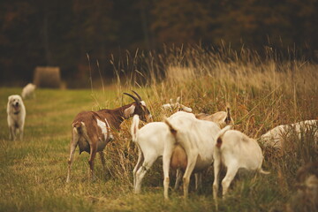 Saanan and Alpine dairy goats on a small farm in Ontario, Canada.