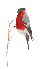 Bird on a branch, painted in watercolor, on a white background, for your design, Christmas card