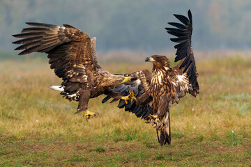 Eagle battle. White tailed eagles (Haliaeetus albicilla) fighting for food on a field in the forest in Poland. 