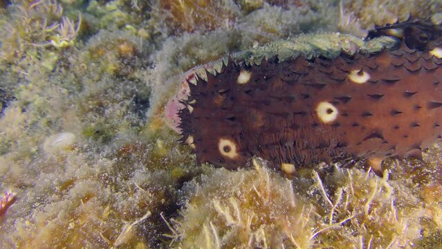 Marine life: The brightly colored Variable Sea Cucumber (Holothuria sanctori) slowly creeps along the rocky bottom covered with algae, close-up.