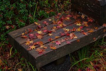 木製のベンチにたくさんのもみじの葉が落ちる