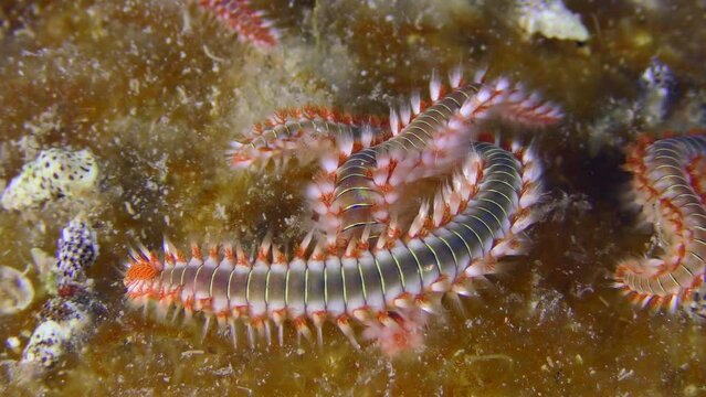 Marine life: Several large poisonous Bearded fireworms (Hermodice carunculata) on the bottom overgrown with bright algae, close-up.