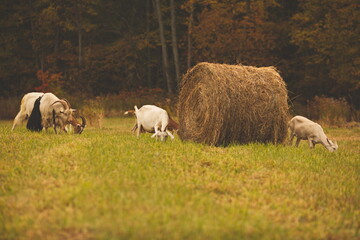 Obraz premium Saanan and Alpine dairy goats on a small farm in Ontario, Canada.