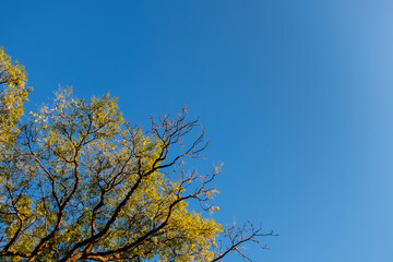 秋晴れの空に黄色い木の枝