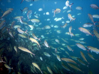 Plakat Costa Rica Pacific sea life