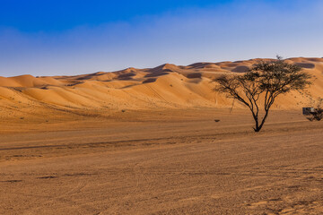 Fototapeta na wymiar Tree in the desert