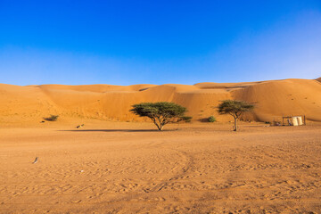 Trees between the dunes