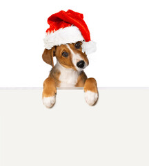 Cute puppy with santa hat looks over a wall isolated on white