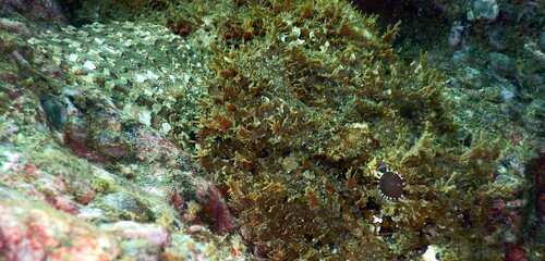Naklejka na ściany i meble Costa Rica Pacific sea life