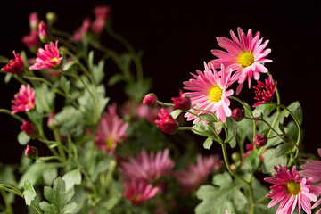 A bouquet of beautiful pink chrysanthemums in a vintage vase