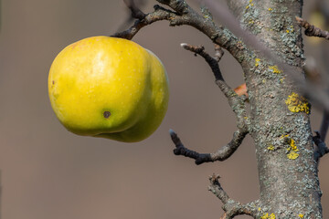 Ripe yellow apple on a branch