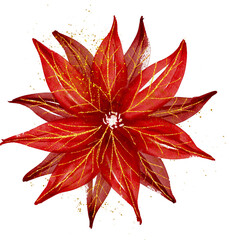 Watercolor christmas poinsettia 