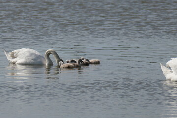 Schwan schwimmt mit Familie auf einem See
