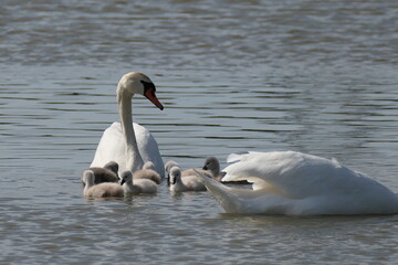 Schwan schwimmt mit Familie auf einem See
