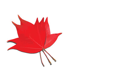 Maple leaf isolated on white background.