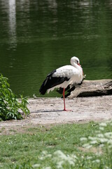 Storch