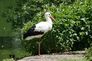 Storch