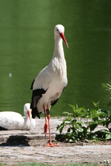 Storch