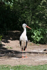 Storch
