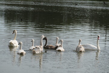 Schwane auf dem Wasser