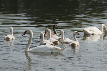 Schwane auf dem Wasser