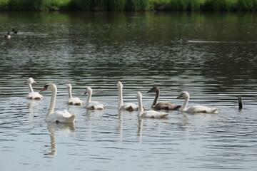 Schwan mit Familie auf einem kleinen See
