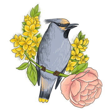 recommend clip art: vector drawing waxwing bird and flowers, hand drawn illustration