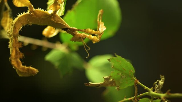 Australian stick insect Extatosoma tiaratum . High quality 4k footage