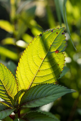 close up of green leaves, being backlighted 